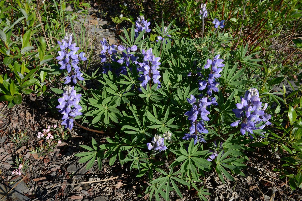 22C Purple Wildflowers Next To Dempster Highway In Yukon Between Yukon Border And Arctic Circle